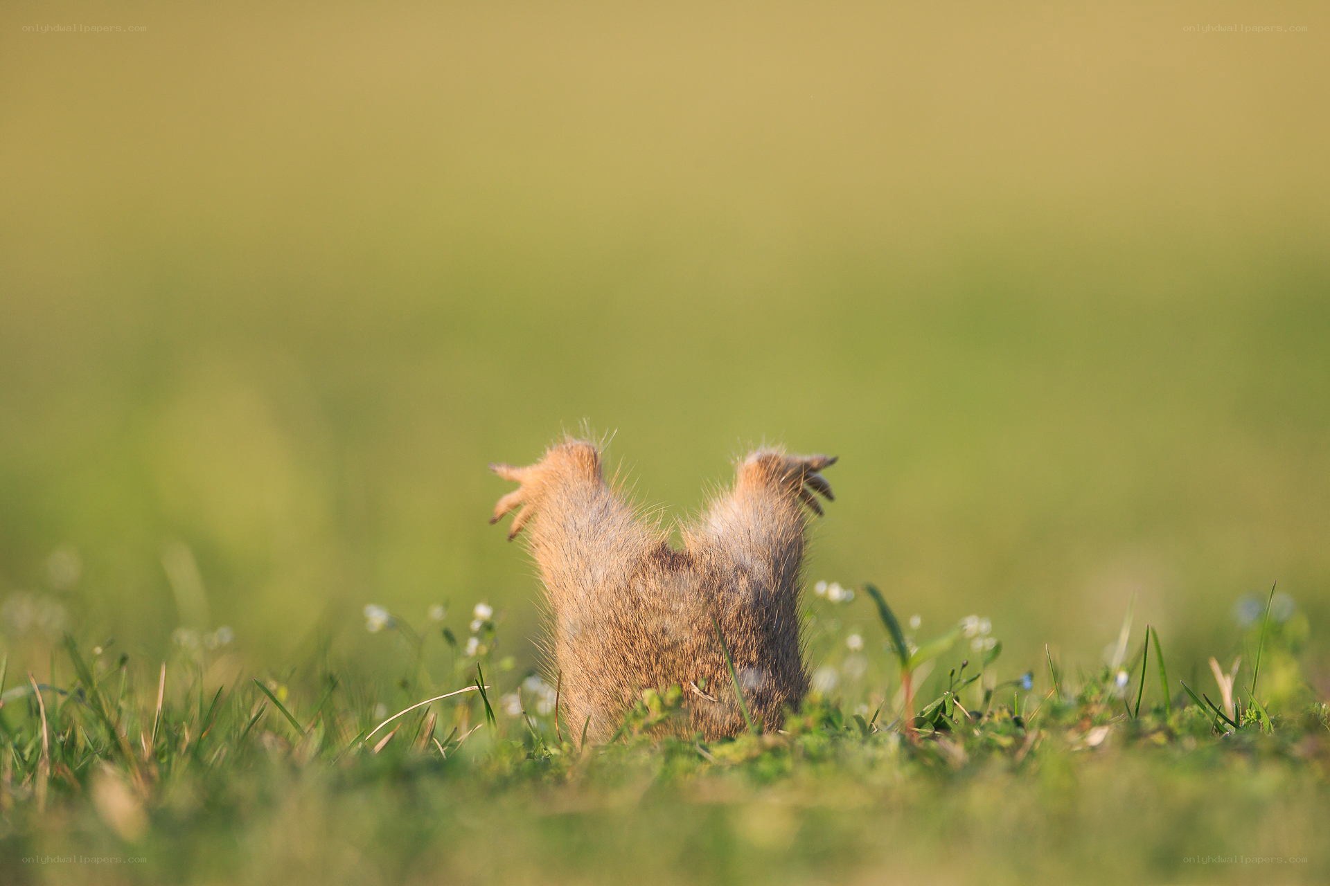 Mole emerging from grass