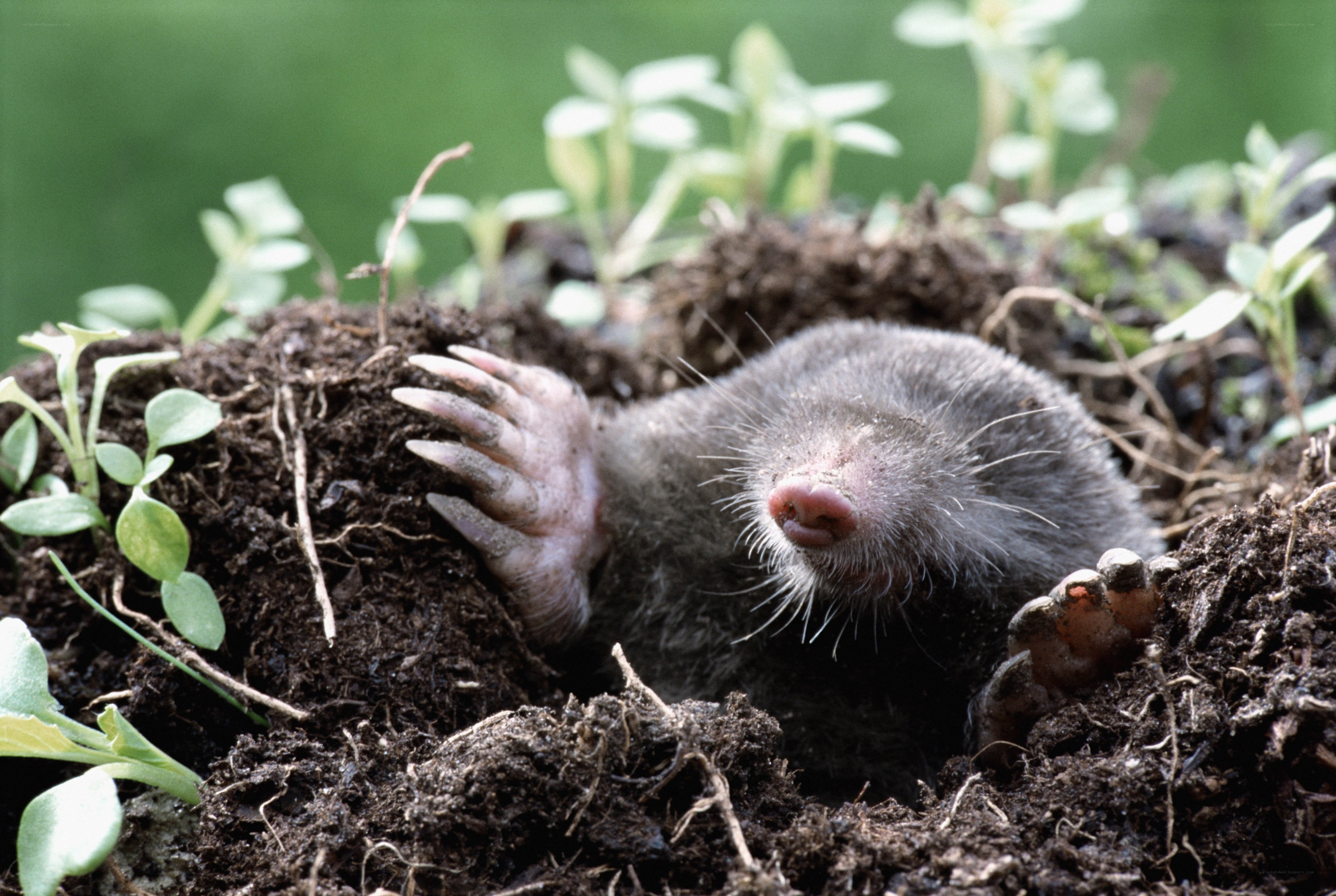 mole emerging from soil