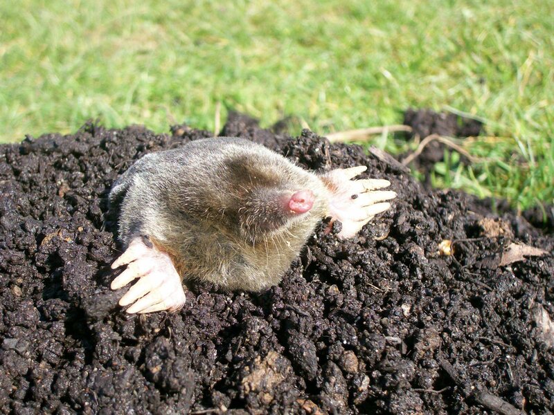 Mole emerging from soil