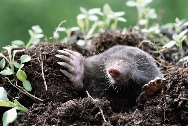 Mole Emerging from Soil — Brown, Natural