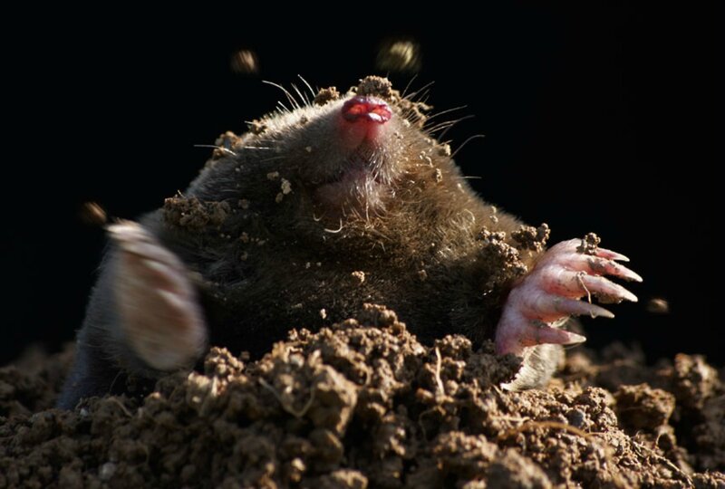 Mole Emerging from Soil — Brown