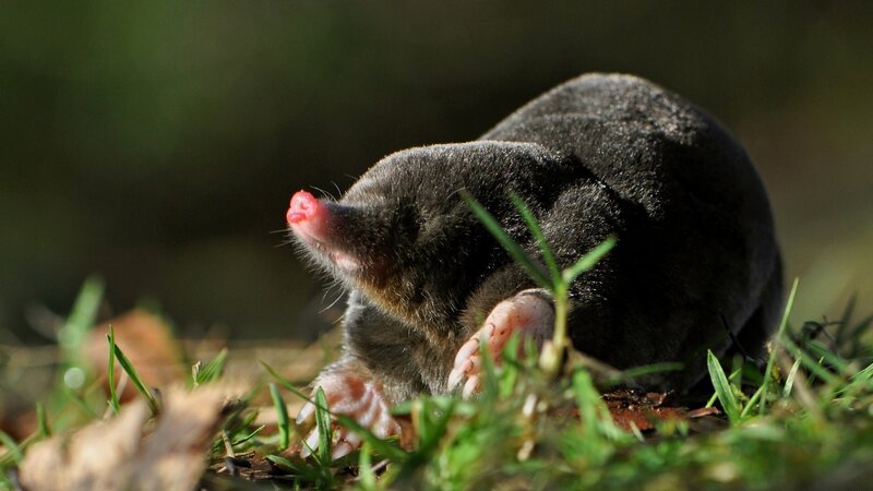 Mole in Grass — Black
