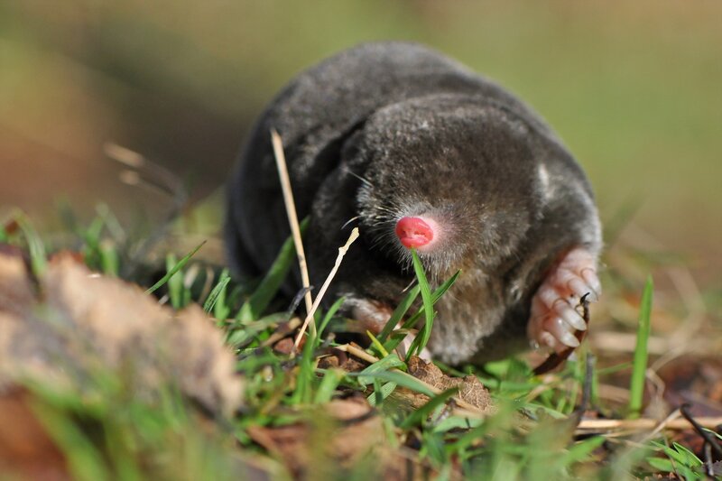 Mole in Grass — Green, Natural, Morning