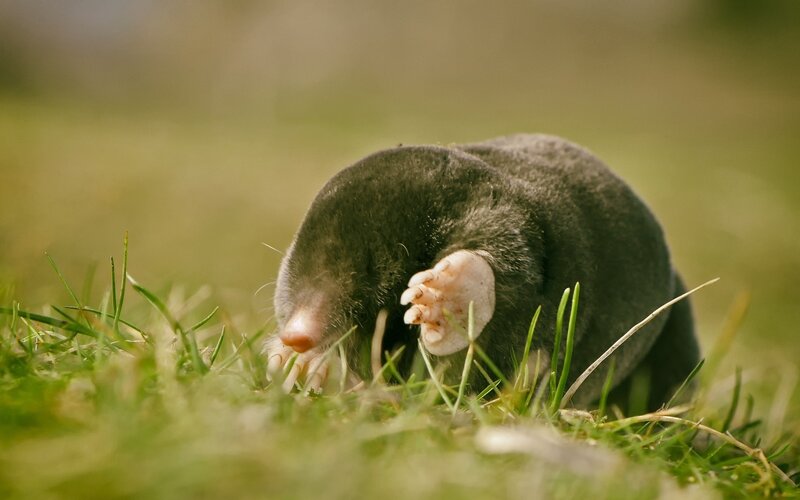 Mole in Grass — Green, Natural