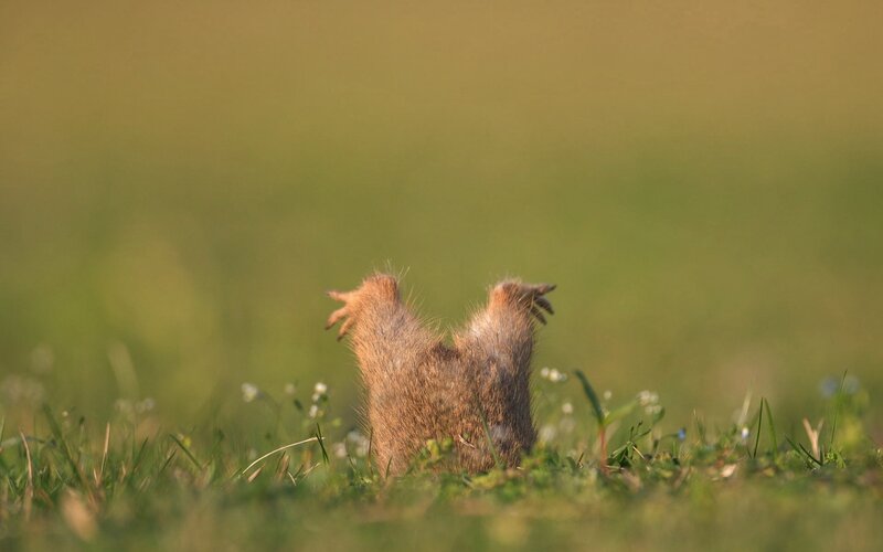 Mole in Grass