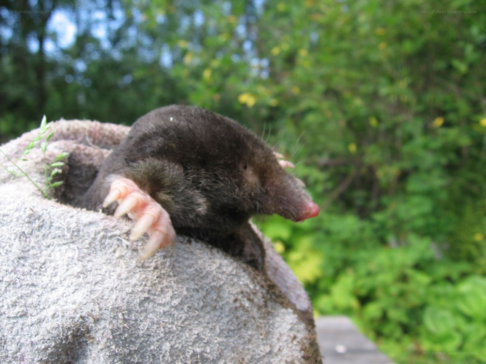 mole on a rock