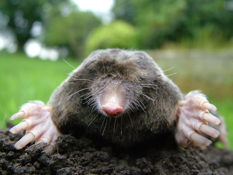 Mole on Soil — Brown