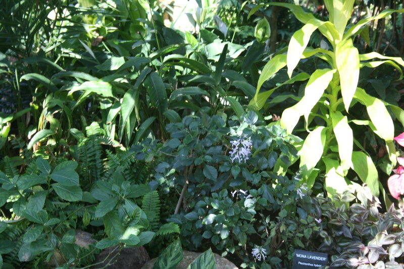 Mona Lavender Plant