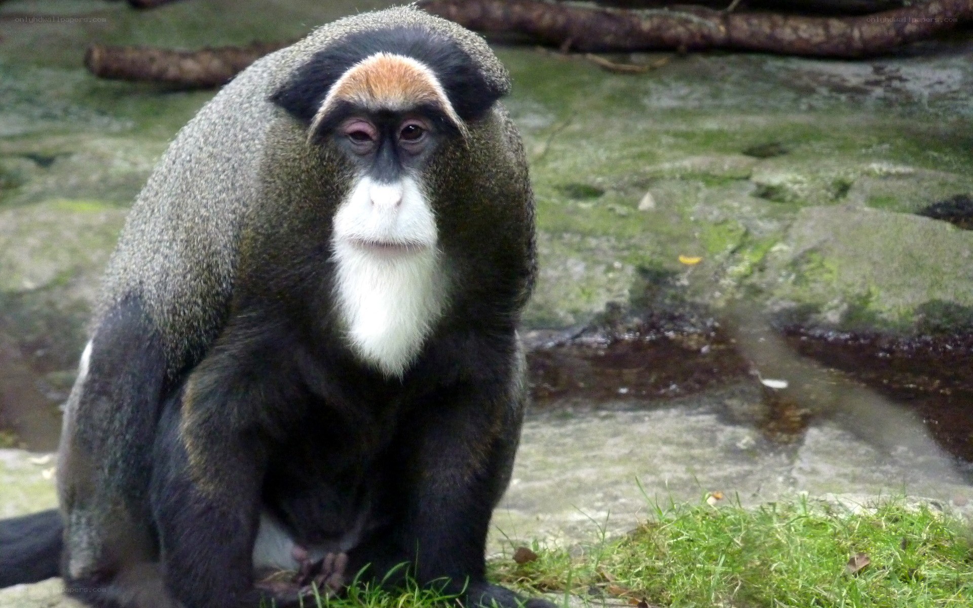 Mona monkey in natural habitat