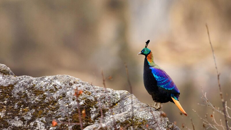 Monal Bird on Rock — Black