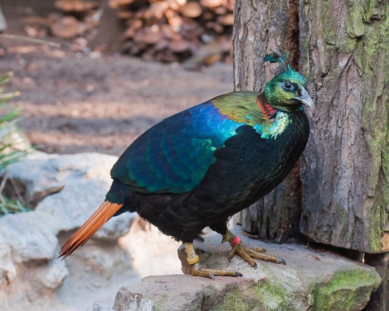 Monal Bird on Rock