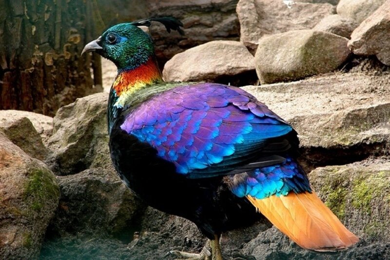 Monal Bird