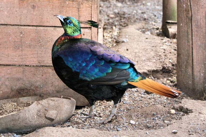 Monal Pheasant