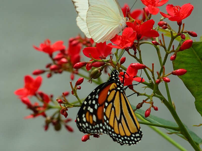 Monarch and White Butterfly — Red