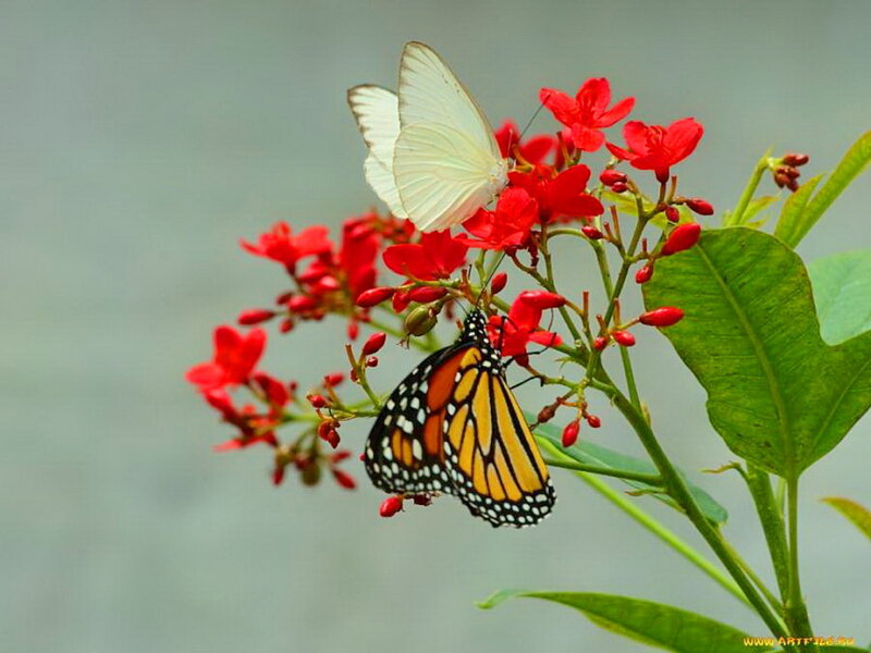 Monarch and White Butterfly