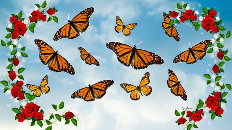 Monarch Butterflies and Roses