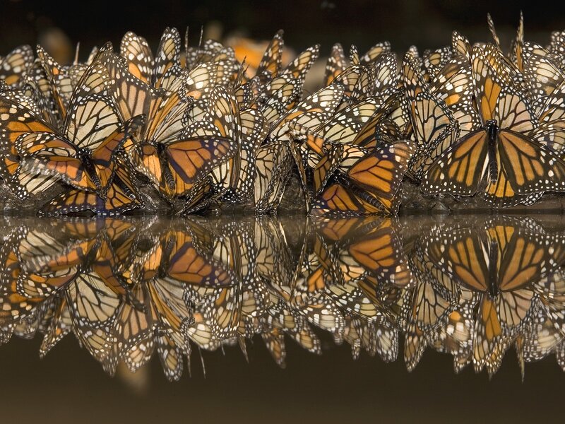 Monarch butterflies at a water source