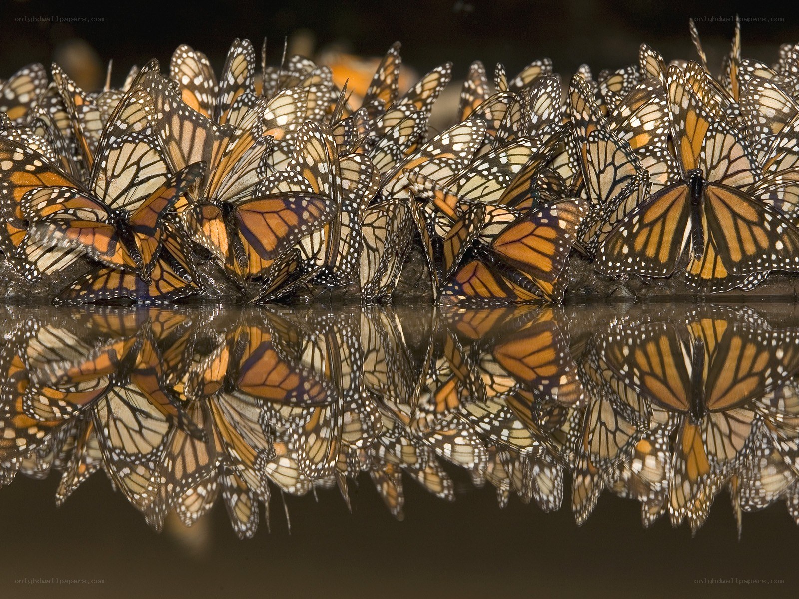 Monarch butterflies at a water source