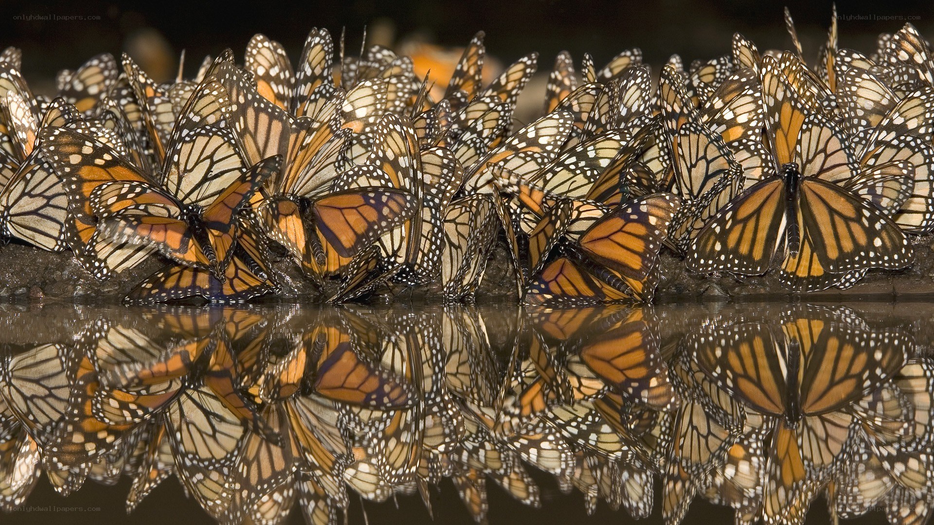 Monarch butterflies at water
