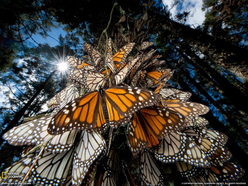 Monarch butterflies cluster in trees