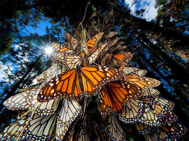 Monarch Butterflies Cluster — Orange, Dramatic