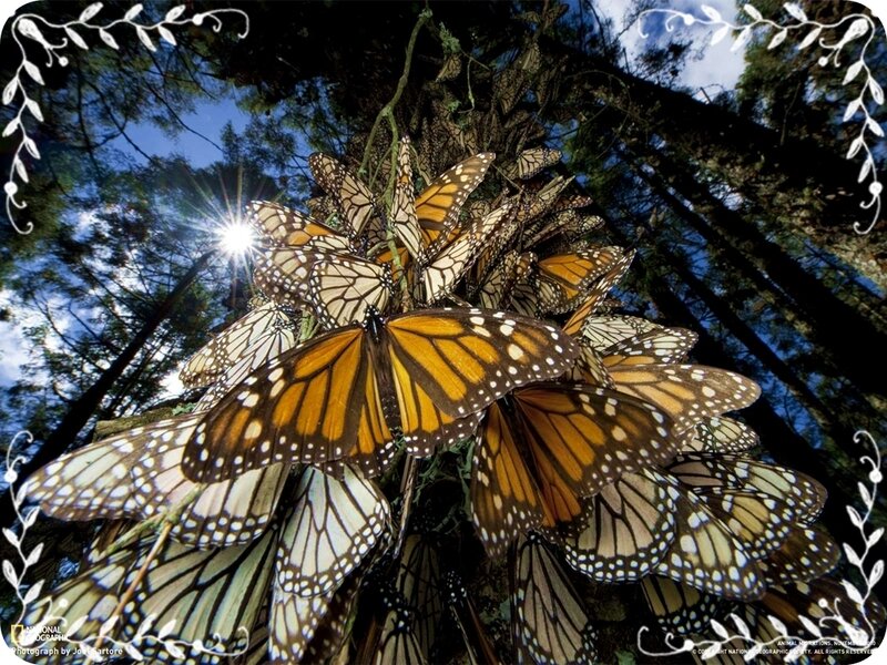 Monarch Butterflies Cluster — Orange