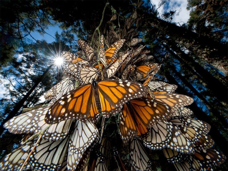 Monarch Butterflies Cluster