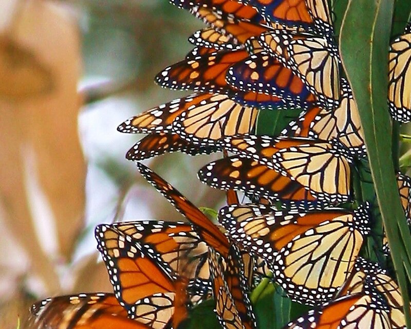 Monarch butterflies clustered on a plant