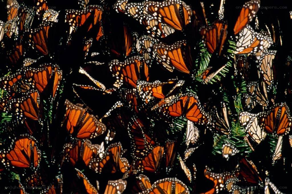 Monarch butterflies clustered on tree