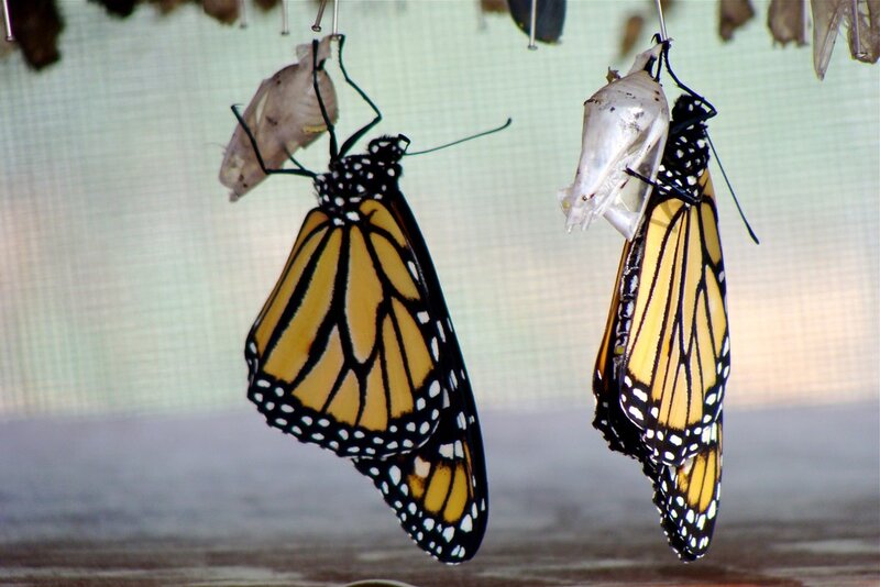 Monarch butterflies emerging