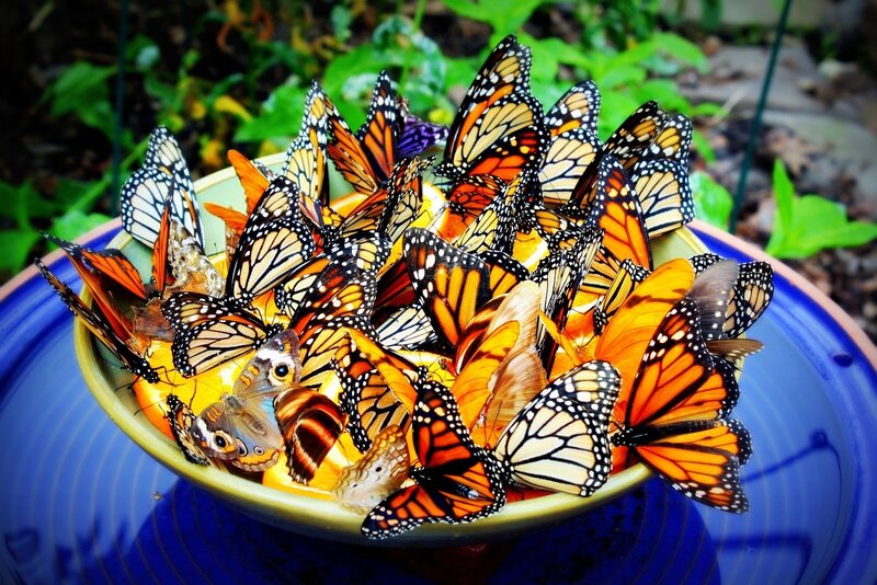 Monarch Butterflies in Bowl