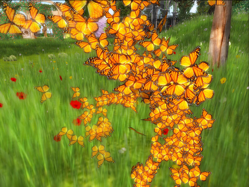 Monarch Butterflies in Field