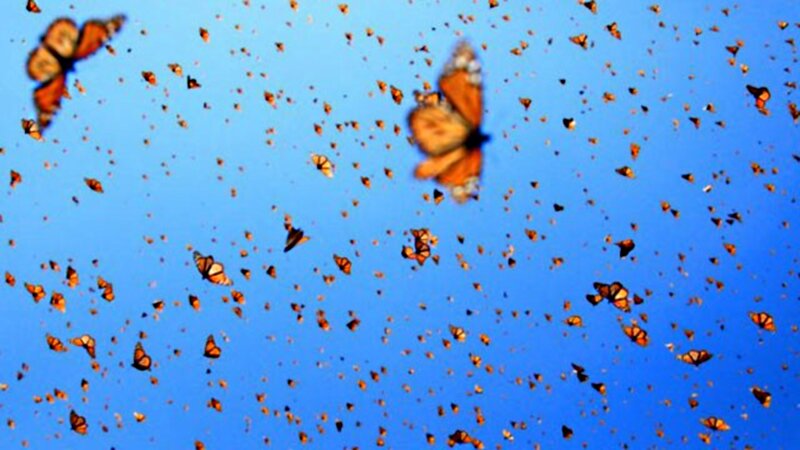 Monarch Butterflies in Flight — Blue