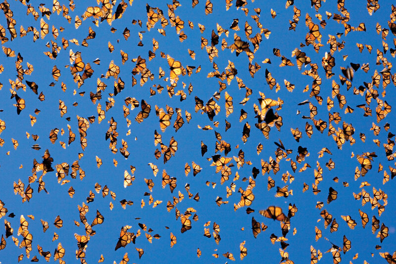 Monarch Butterflies in Flight — Orange