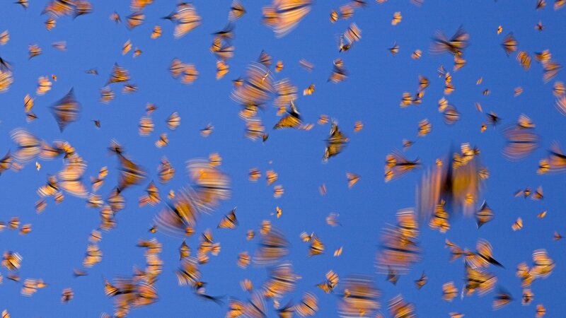 Monarch butterflies in flight