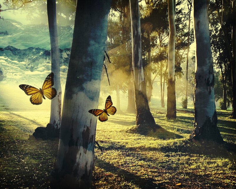 Monarch Butterflies in Forest