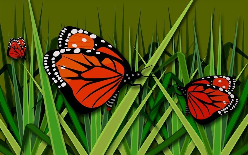 monarch butterflies in grass