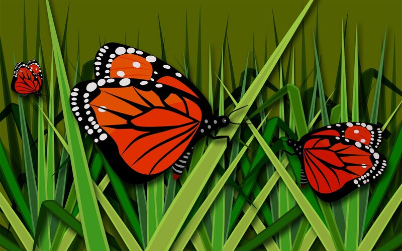 monarch butterflies in grass