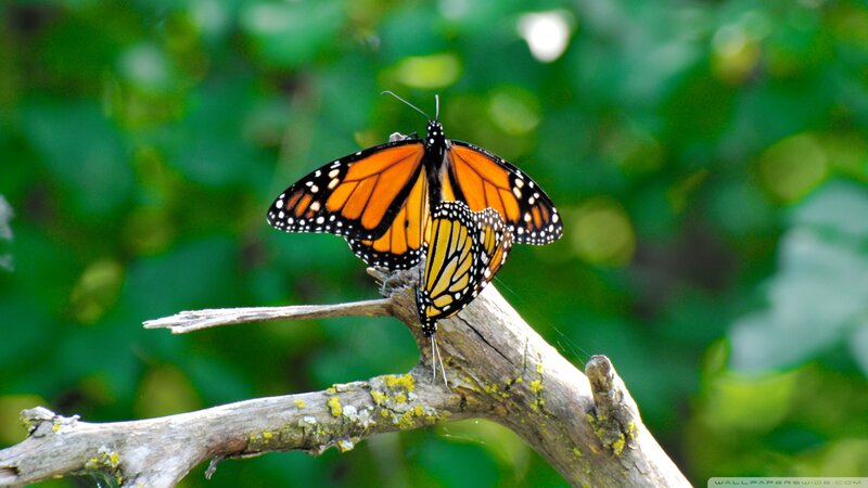 Monarch Butterflies Mating — Orange