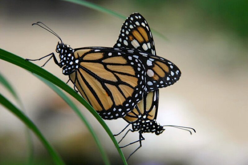 Monarch Butterflies Mating