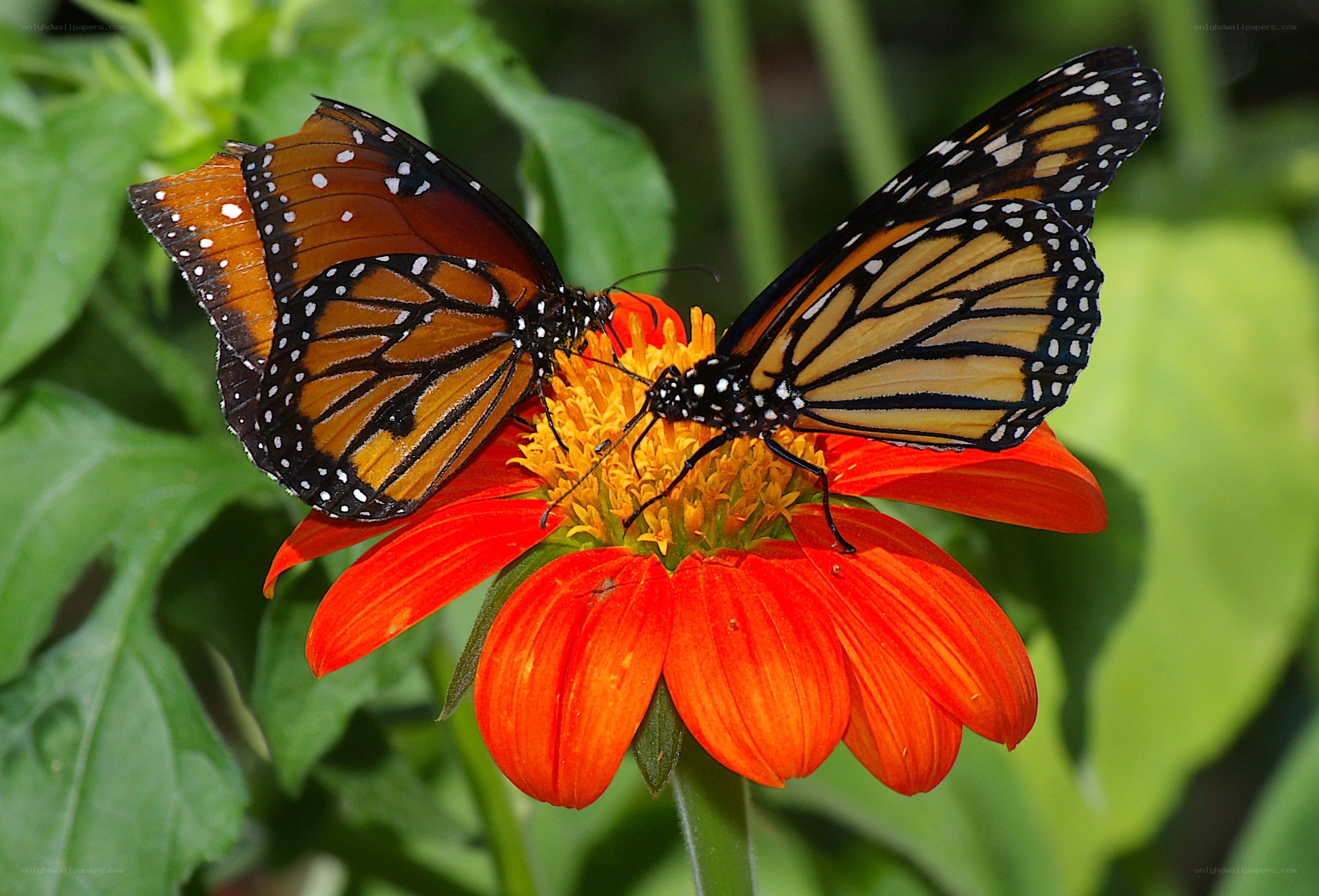 Monarch butterflies on a flower