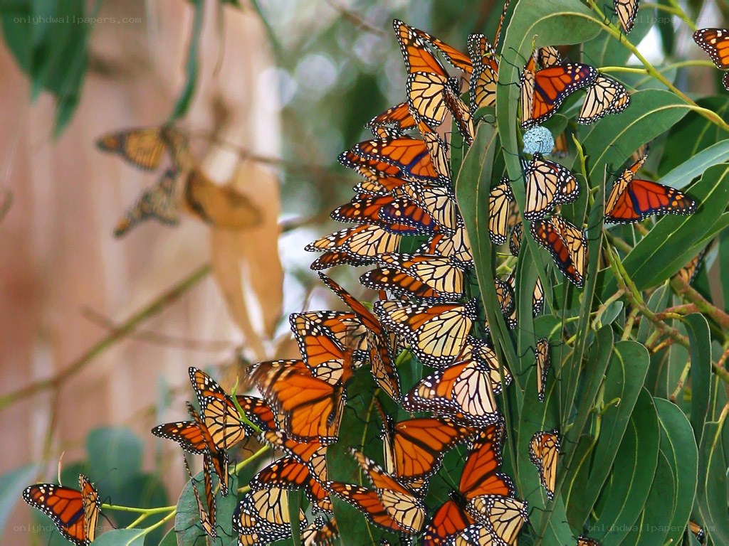 Monarch butterflies on a tree