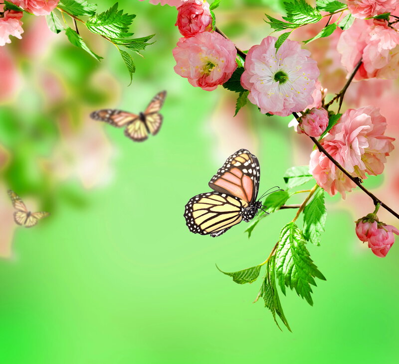 Monarch Butterflies on Blossoms
