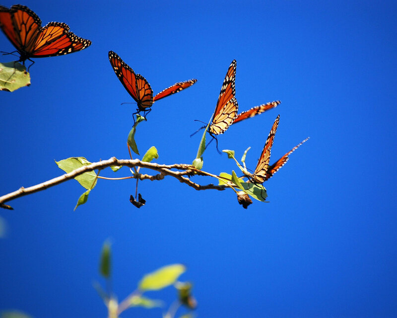 Monarch Butterflies on Branch — Blue