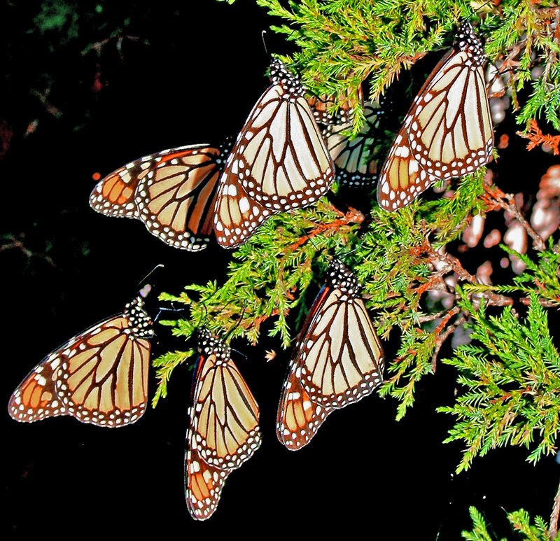 Monarch Butterflies on Branch — Green