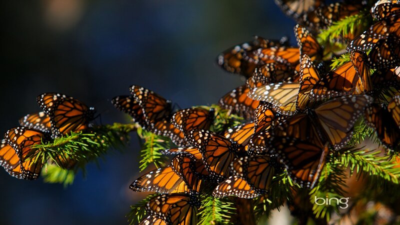 Monarch Butterflies on Branch — Orange, Serene, Afternoon
