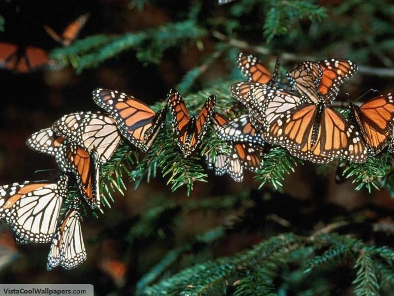 Monarch Butterflies on Branch