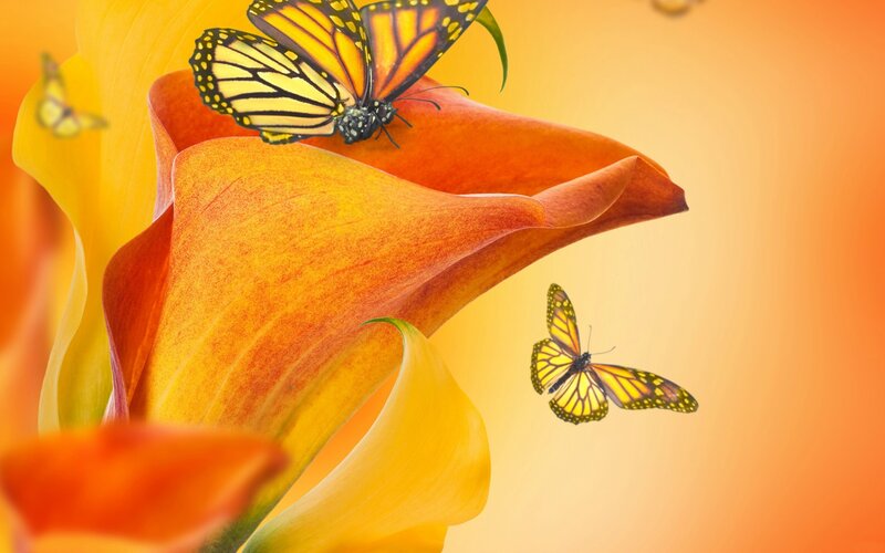Monarch Butterflies on Calla Lily