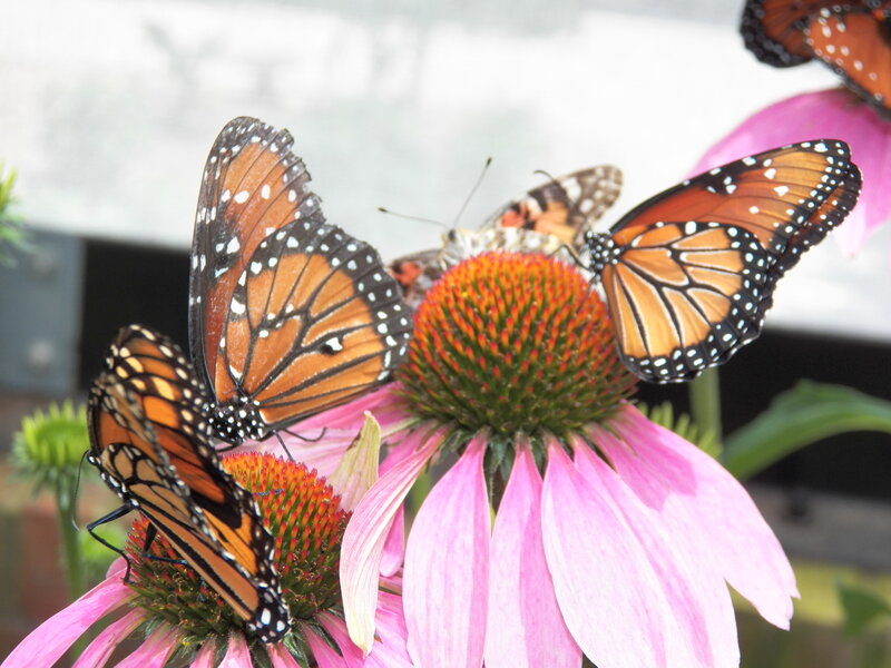 Monarch Butterflies on Coneflower