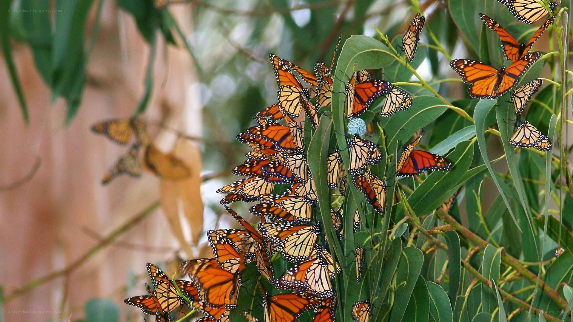 Monarch butterflies on eucalyptus leaves